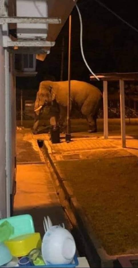 大象在清晨时分进入加亨警局。