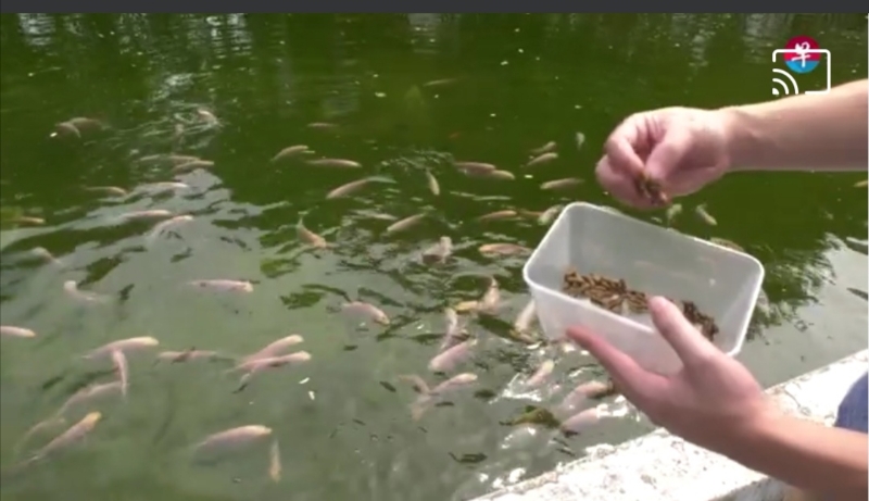 黑水虻幼虫之后也会用来喂食公园池塘的约150条罗非鱼（tilapia fish）。