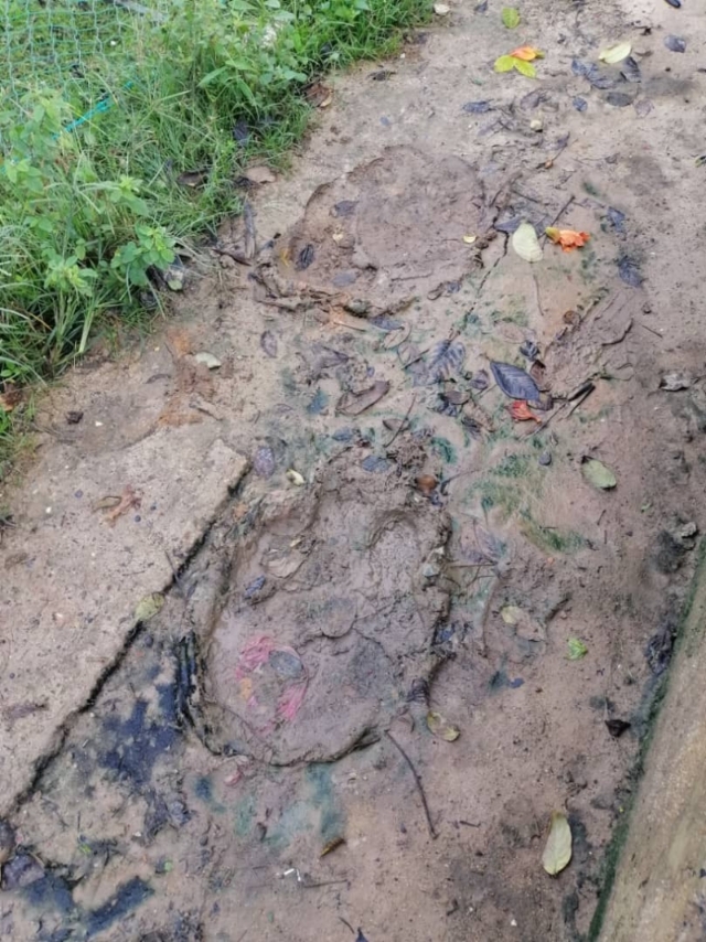 泥地上处处留下大象的巨大脚印。