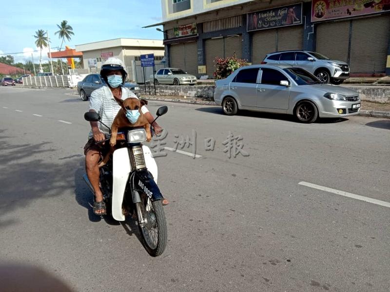 张世华经常载爱狗“肥仔旺”上街喝茶，最近它为了要跟随主人的摩托车兜风及喝茶，竟然接受戴口罩。