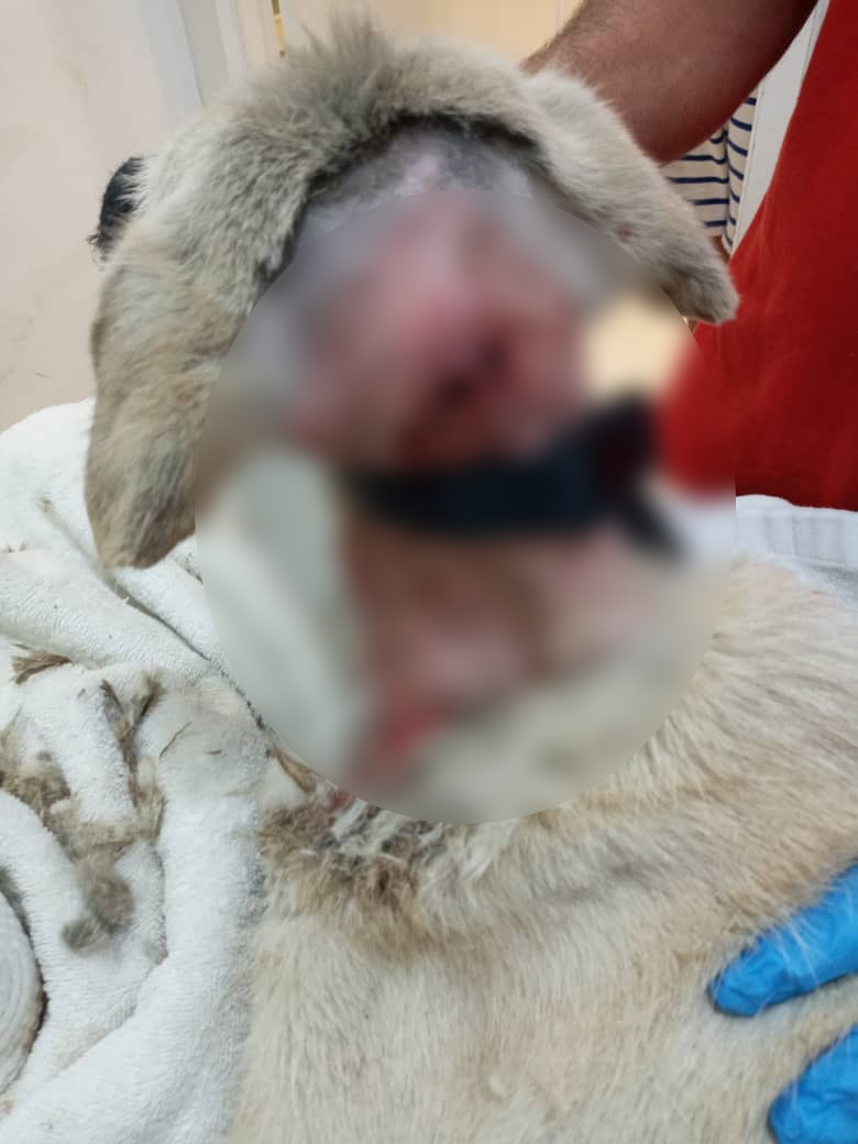 兽医为狗狗剃毛及清理伤口。（图取自Malaysian Dogs Deserve Better脸书专页）