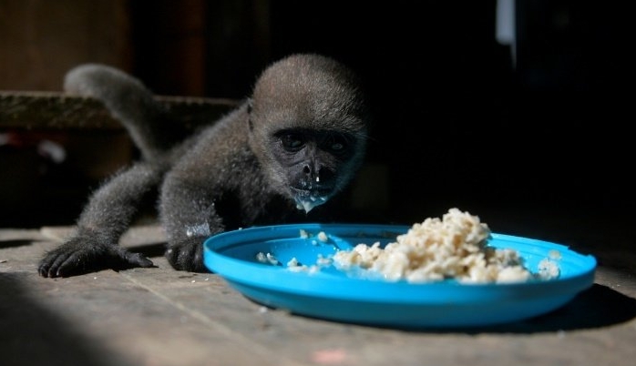 Feeding time for an infant woolly monkey at a Maikuchiga refuge. AFP