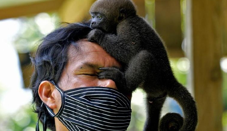 An infant Wooly monkey climbs over Maikuchiga foundation director Jhon Jairo Vasquez, in the indigenous community of Mocagua, near Leticia, Colombia. AFP