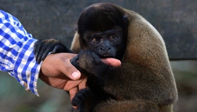 A woolly monkey holds the hand of the director of the Maikuchiga foundation, Jhon Jairo Vasquez, in Leticia, Colombia. AFP