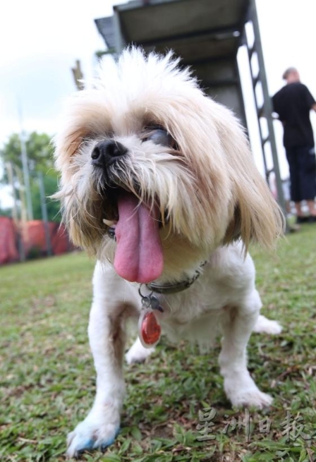 Gizmo虽然已是约18岁的老狗，双眼也因为白内障而失明，但它还是一只快乐的狗。