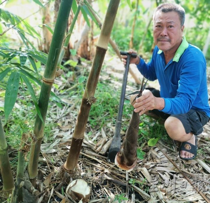为了能吃上竹荀，实兆远居民聂秋宝在自家的空地上种了不同品种的竹树。