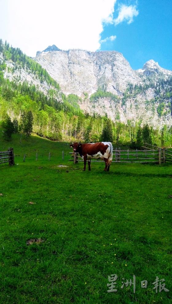Fischunkelalm牧场小屋主人饲养的乳牛。