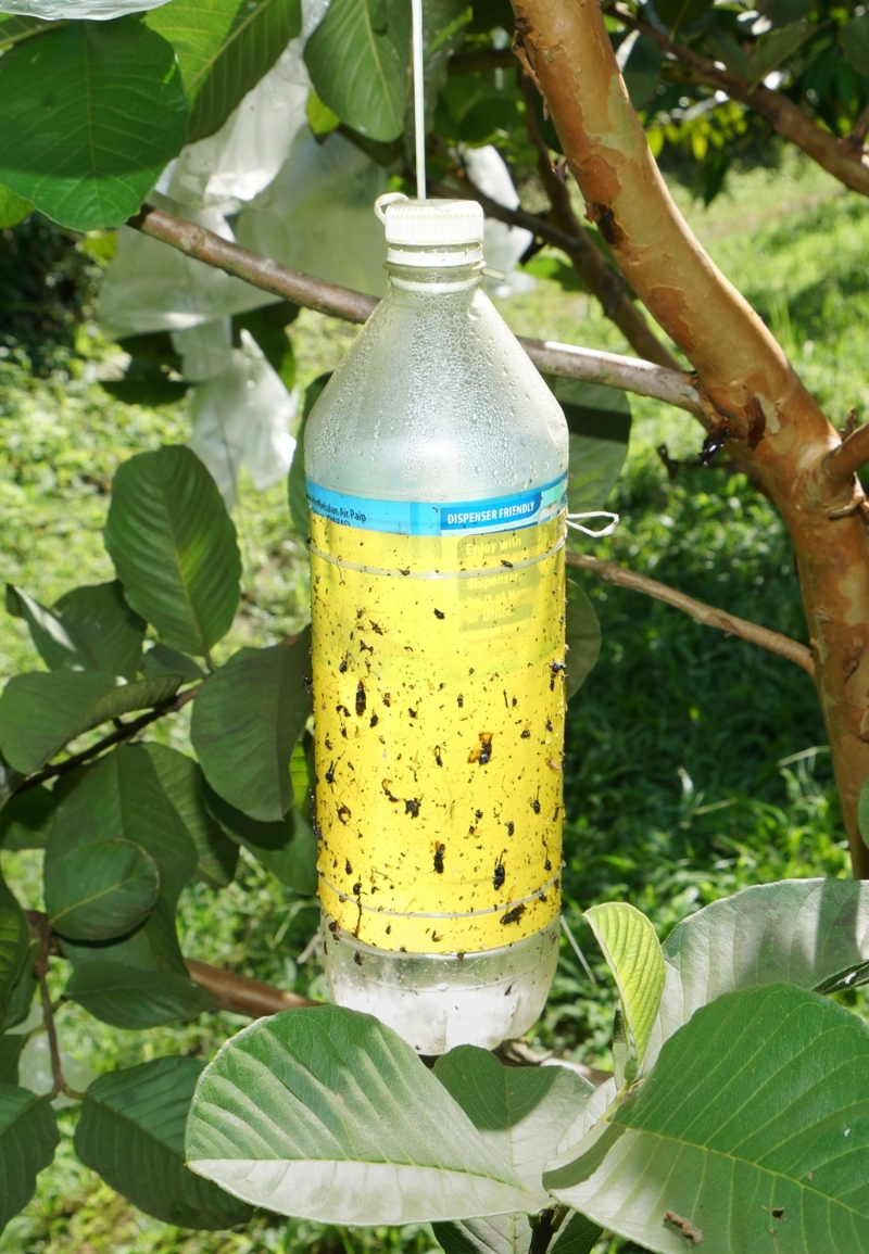 在每棵树上挂一个粘有果蝇诱捕贴的塑料瓶，以防止果蝇扩散。