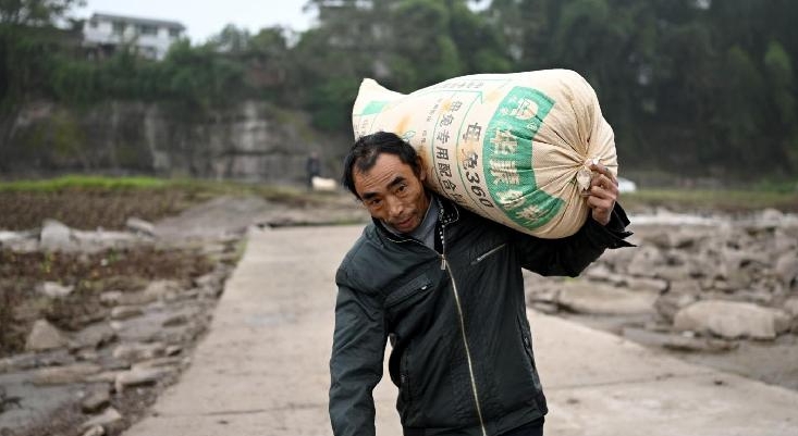 Yang Zeqiang carries a sack of grains at the bank opposite Zhongba. AFP