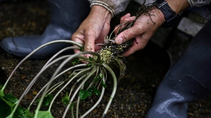 It can take up to 18 months for a wasabi plant to mature; once ready, the leaves are stripped away from the root. AFP