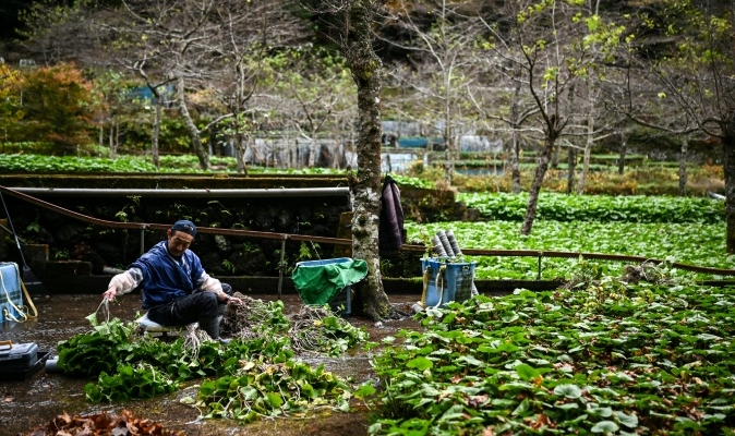Shizuoka province, where wasabi grows naturally, produces around half of Japan's yearly crop. AFP
