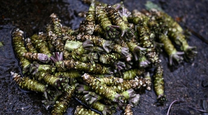 Fresh wasabi is known as 'green gold' in Japan; it is difficult to farm, and therefore an expensive delicacy. AFP