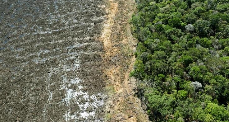 Should deforestation be judged as an international crime? AFP Should deforestation be judged as an international crime? AFP