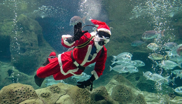 A diver dressed as Santa Claus surrounded by fishes at the Creta Aquarium in the city of Heraklion on the southern Greek island of Crete. AFP