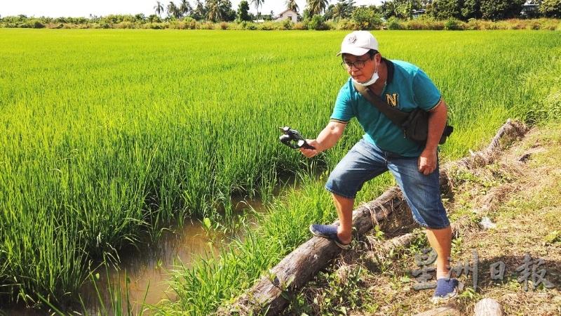 吉打州盛产稻米，陈彦兆不会错过走进稻田区拍摄的机会。