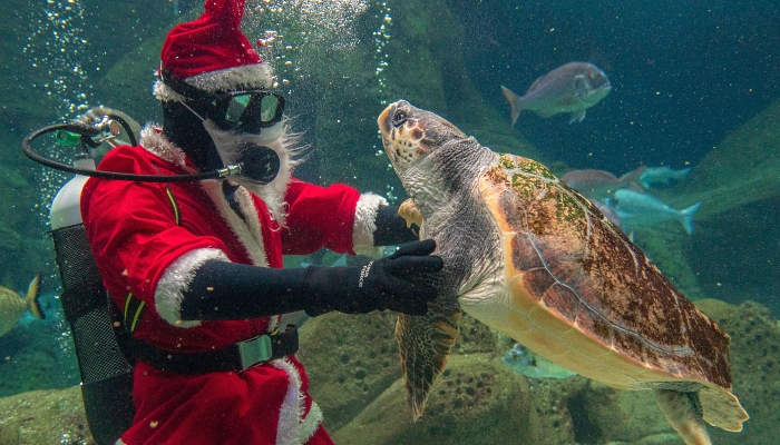 A diver dressed as Santa Claus plays with sea turtle Careta Careta at the Creta Aquarium in the city of Heraklion on the southern Greek island of Crete. AFP