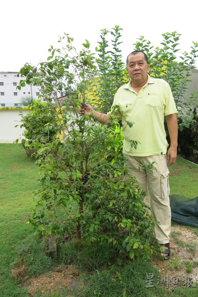 林道生和他移植到院子里仅数个月，就已经开花结果的嘉宝果树。