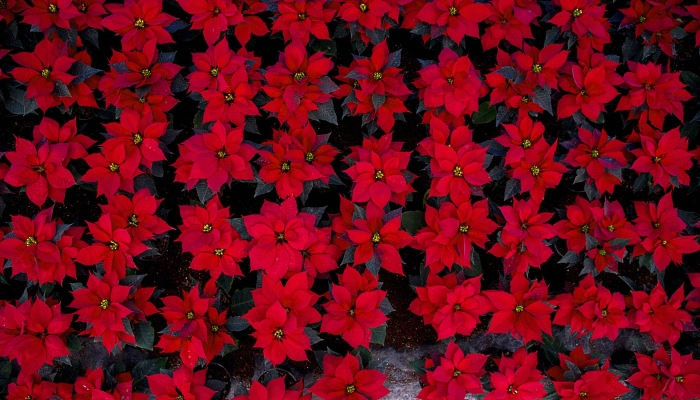 Poinsettia plants, commonly known as Christmas Eve flowers, for sale at San Marco's greenhouse in Mexico City ahead of Christmas. AFP
