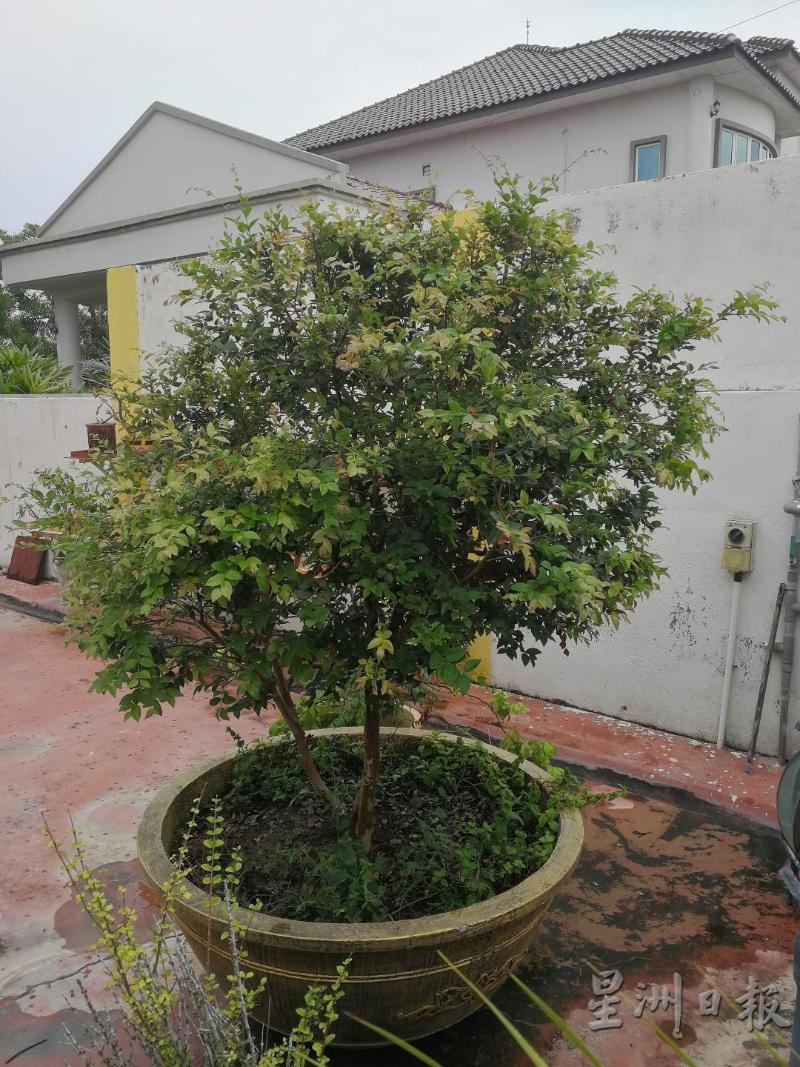 这是嘉宝果树盆栽。