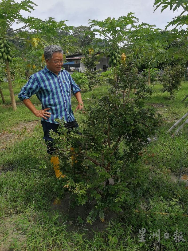 陈文忠在其他果树之间种下嘉宝果树，这棵不久后也将开花结果。
