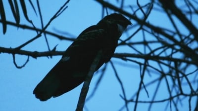 下午7点38分飞来的一只雄夜鹰。