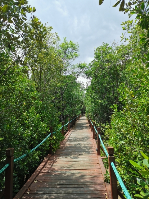马来西亚是全世界拥有最多红树品种的国家之一，红树林覆盖面积排行世界第6。

