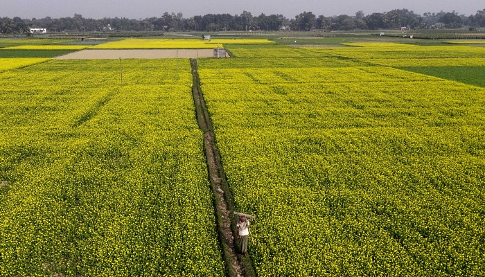 A farmer carries his plough through a mustard field in Manikganj on the outskirts of Dhaka, Bangladesh. AFP