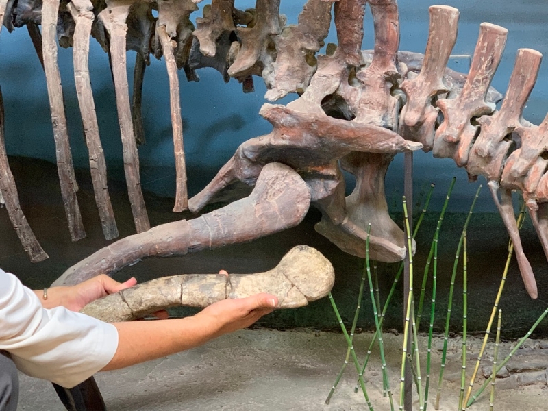 2亿1500年前的恐龙股骨。