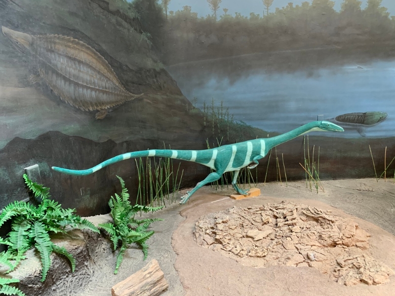 腔骨龙（Coelophysis）新墨西哥州的州化石。