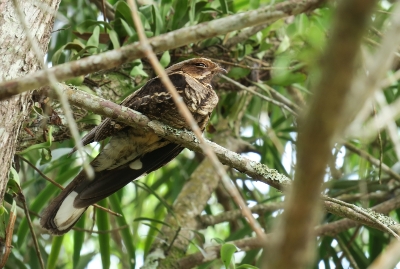 偶尔也在那棵大树上睡觉，翅膀有些残缺的雄夜鹰。雄鸟尾羽末端白色鲜明。