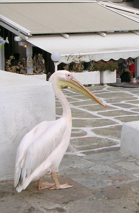 偶遇米可诺斯岛的吉祥物，鹈鹕彼顿于餐厅前。

