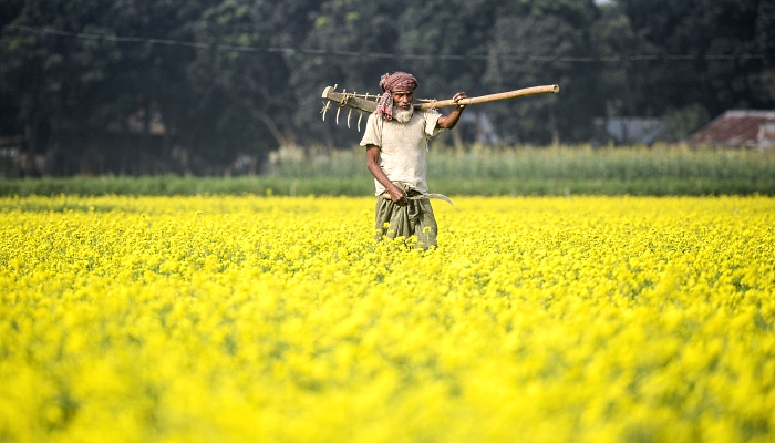 A farmer carries his plough through a mustard field in Manikganj on the outskirts of Dhaka, Bangladesh. AFP
