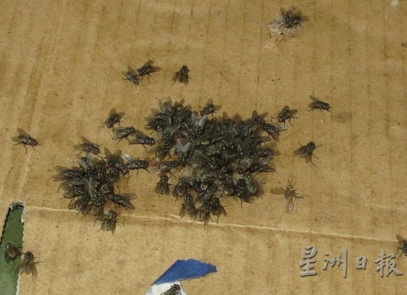 成群结堆的苍蝇。