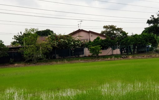 叶亚来手下两位虎将张炳和丘发晚年隐居务农的地方，马六甲的黑水港稻田乡区，眼前是绿油油的稻田。