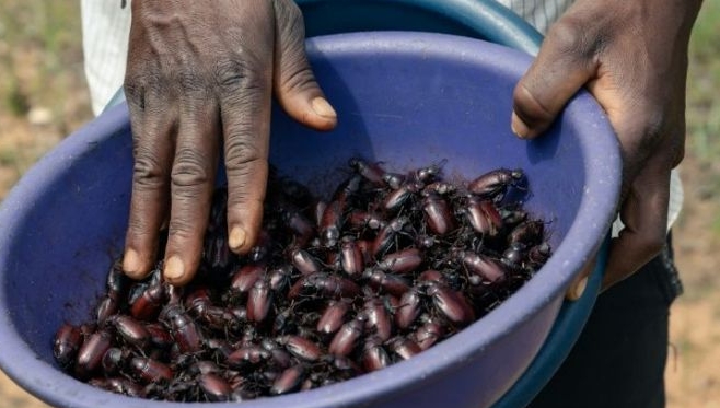 The bugs are rich in protein and, a special advantage in a poor country, absolutely free. AFP