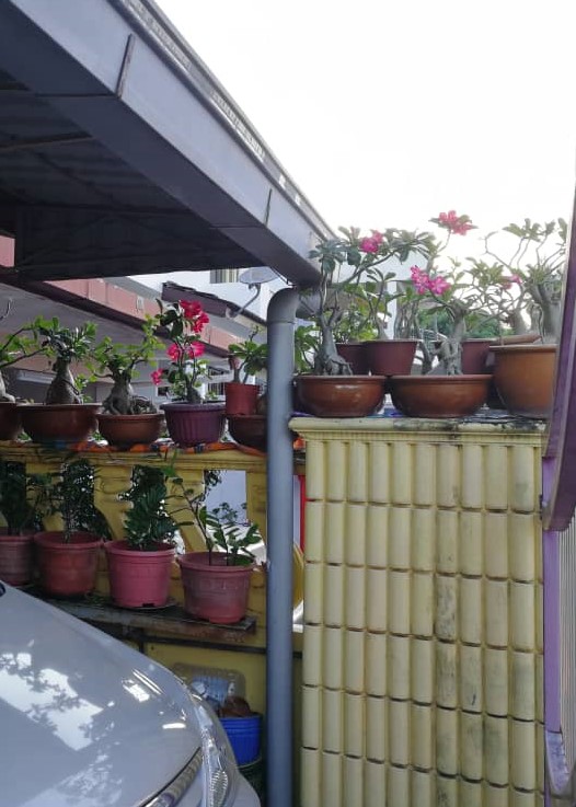 巧妙的利用家里的空间，围墙也能种上好几盆盆栽。