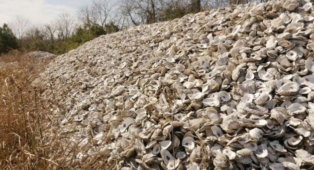 Piles of oyster shells awaiting their new life as reefs and breakwaters in Galveston Bay. AFP