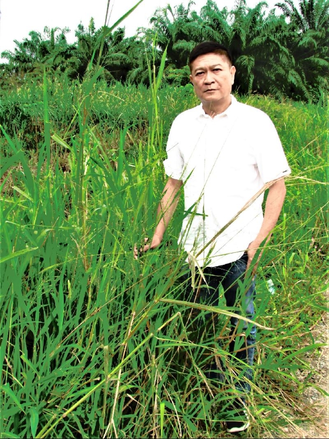 李耀昌：剔选之后经技术处理的马草，与养鸡饲料混合而成为独特的高营养母鸡饲料。