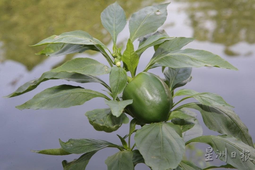 花谢过后出现一棵黄豆大小的青椒果子，约莫一星期，其体积越来越大而逐渐成熟。

