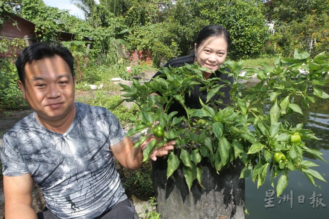 冯志成与陈凤玲展示成功种出的青椒树。


