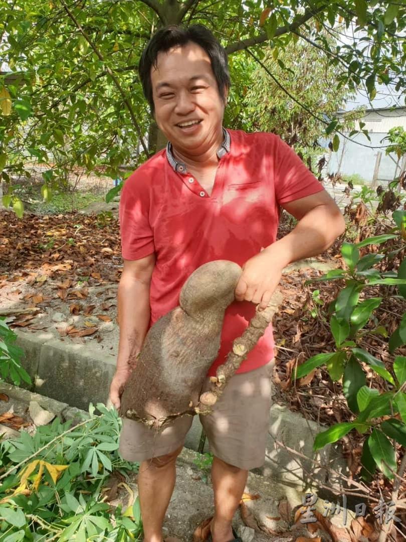 冯志成拔出一条逾6公斤重的大木薯。

