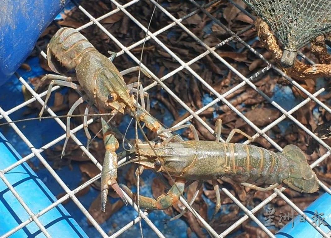 澳洲淡水龙虾属于小体型品种，成虾身长接近1尺，重量约半公斤。