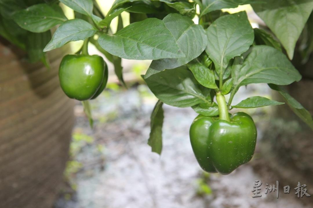冯志成挑出灯笼椒种子，挑战在平原种植高原菜，而且种出的青椒更美味。

