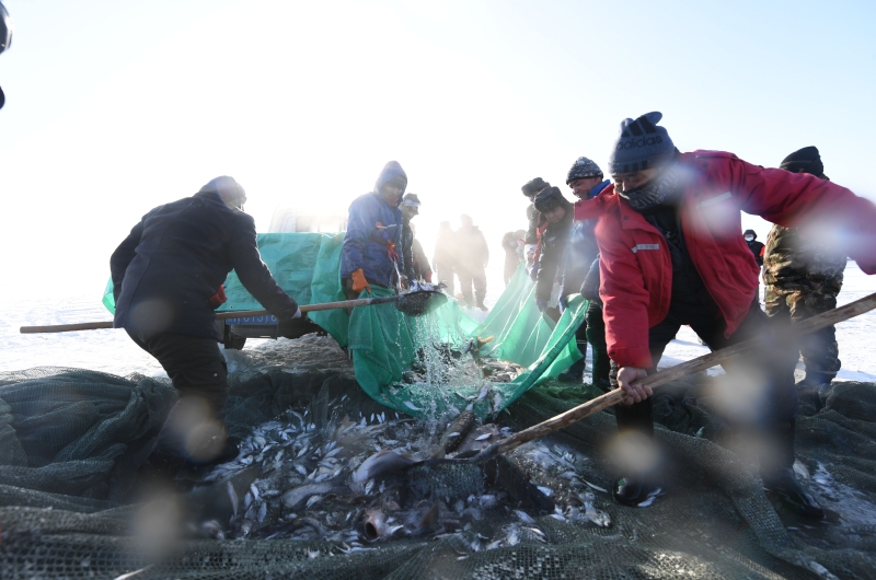 新疆乌伦古湖捕获的鱼量需几十个壮小伙子从冰窟窿里捞了一天一夜才捞完。（图：新华社）

