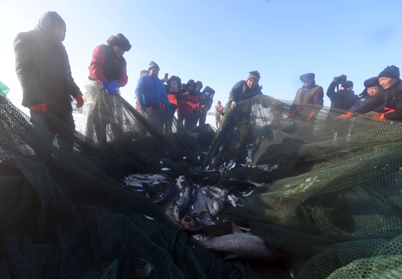 冬季冰上大拉网捕鱼是乌伦古湖的传统捕鱼方式。（图：新华社）

