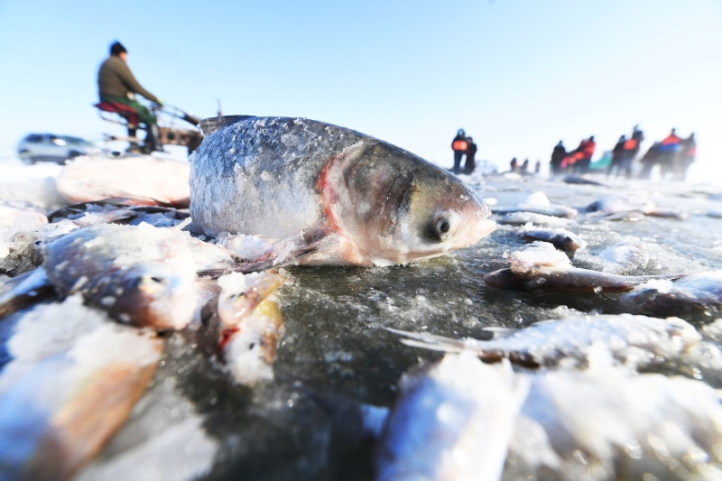 在零下24摄氏度低温下，出水的鱼很快被冷冻。（图：新华社）

