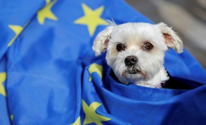 New regulations on taking pets abroad post-Brexit pose a potential headache for their owners. AFP
