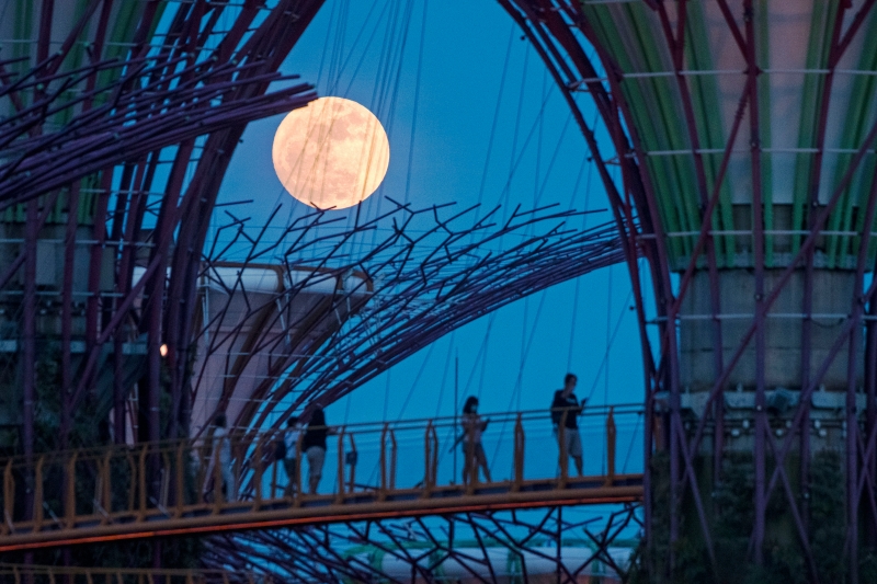 圆月在新加坡滨海湾花园上空升起。　