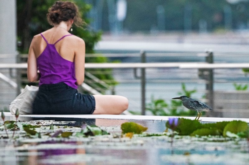 一只绿鹭落在新加坡艺术科学馆外的池塘边。