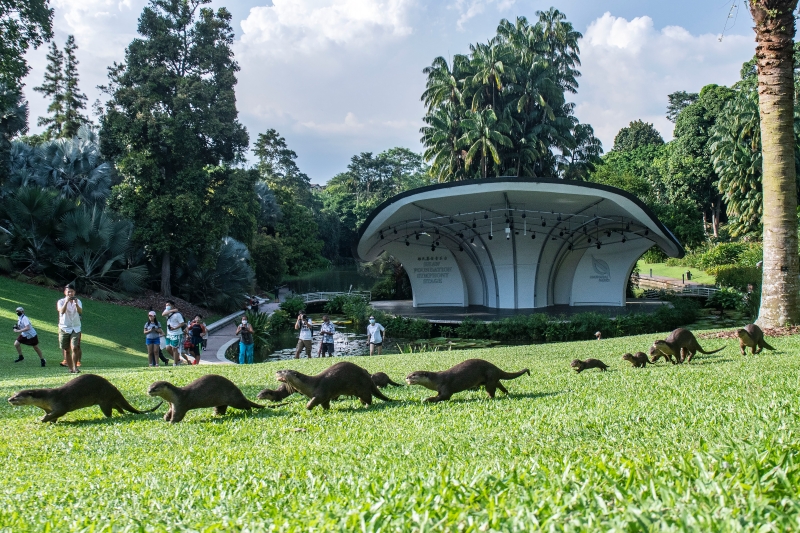 一群野生江獭在新加坡植物园的棕榈谷出没。　